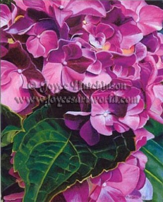 Hydrangea