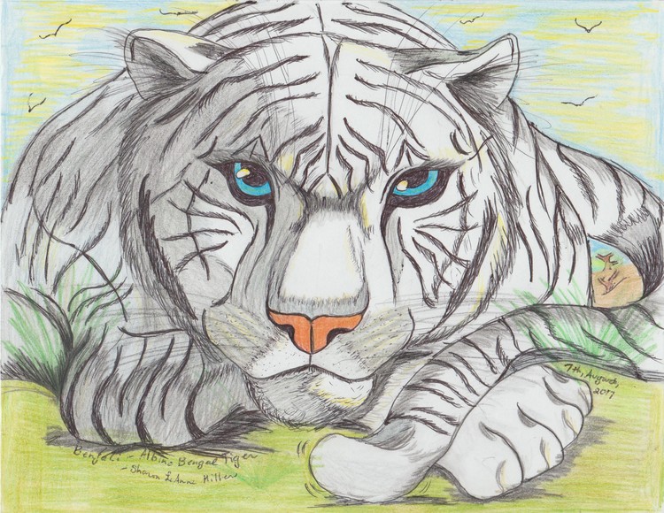 Benjali: the White bengal tiger