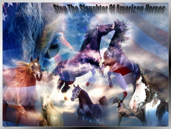 Stop The Slaughter Of American Horses