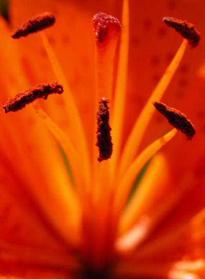 Orange Lilly