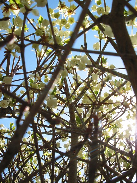 inside in bush