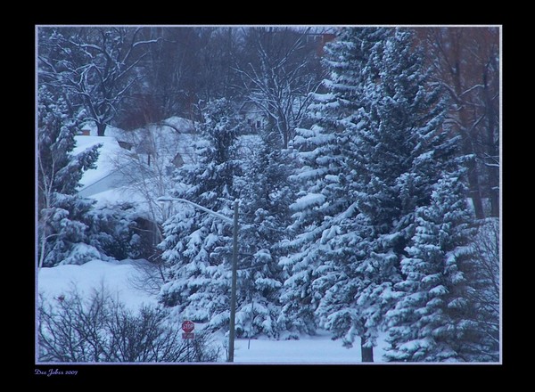 Winter's Early Morning Light