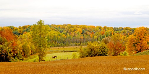 AUTUMN PASTURES