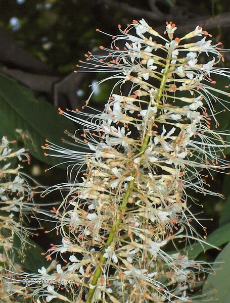 Exotica