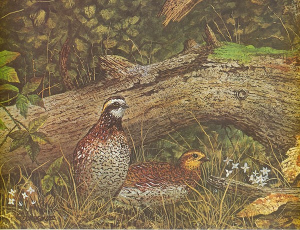 Bobwhites
