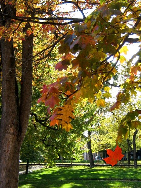 Autumn In The Park (Fourteen)