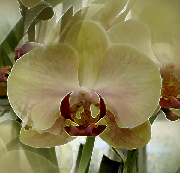 January Orchids (One)