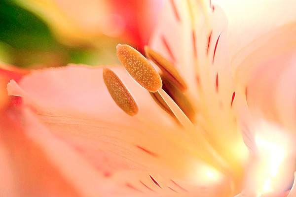 A New Lily (One)
