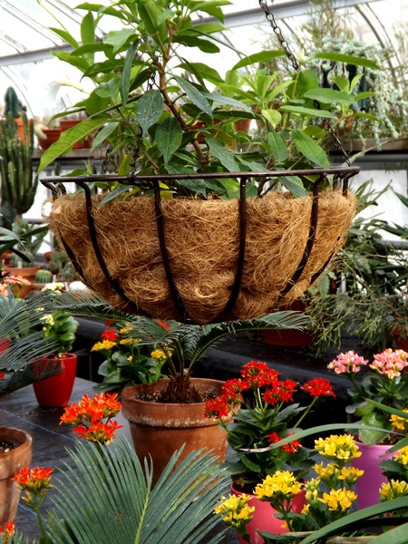 Green House Basket (One)