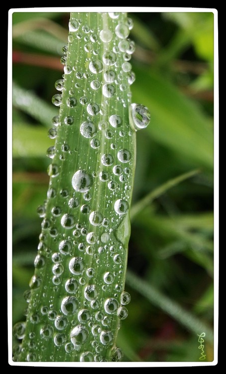 Leaf with Dewdrops