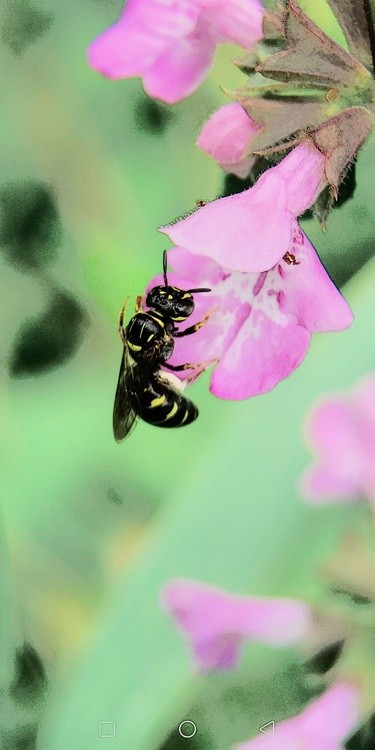 flower lover