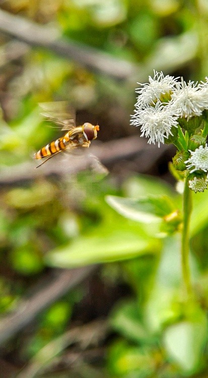 flying to flowers
