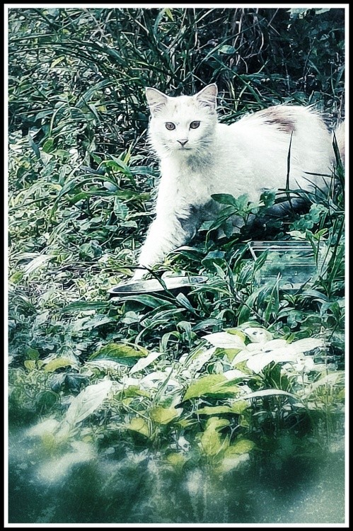 white cat