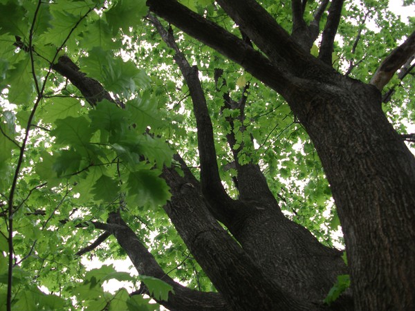 Looking Up 6