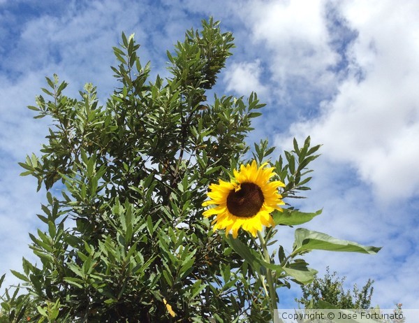 Beau Soleil, pour toutes...