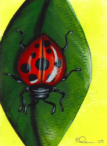 Ladybug Ladybug