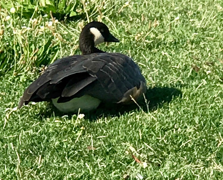 Black Goose