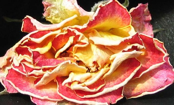 Withered Beauty