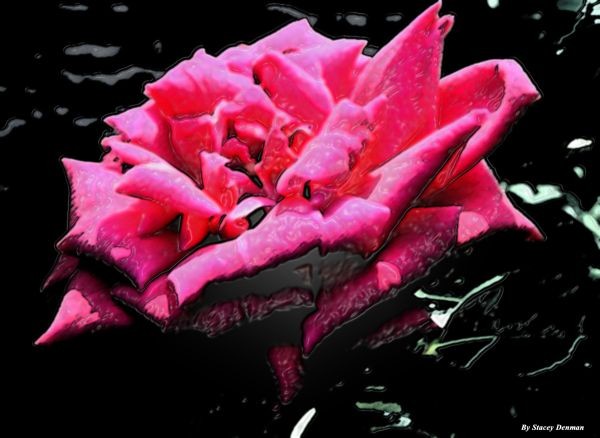 Rose