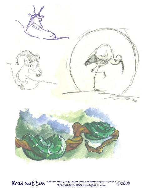 Animal Drawings