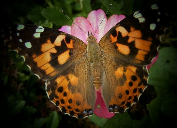 Butterfly