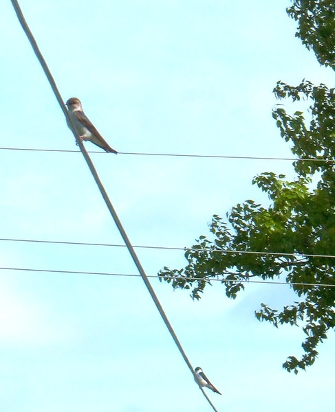 Tree Swallow 2