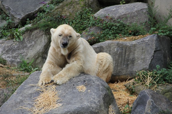 Polar Bear just waking up from nap