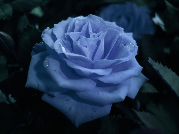 Gothic Blue Rose
