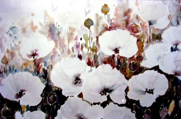 white poppiesfield
