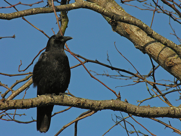 Black Bird