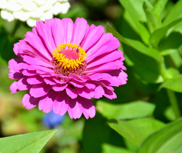 Vibrant Pink Anemone Flower