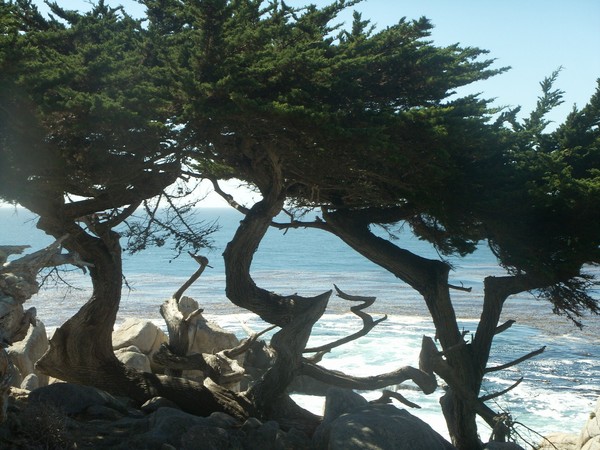 Trees of Shape