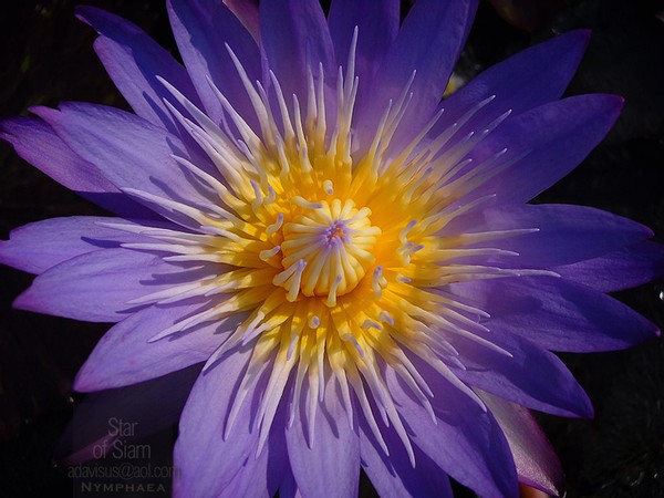 Star of Siam waterlily bloom