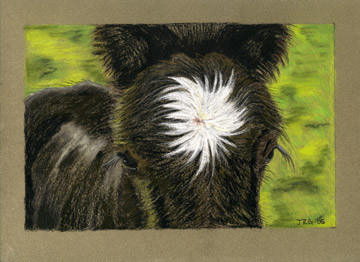 Gypsy Vanner Starblaze