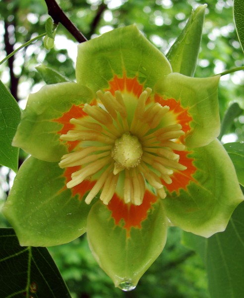 Tulip Tree Bloomed