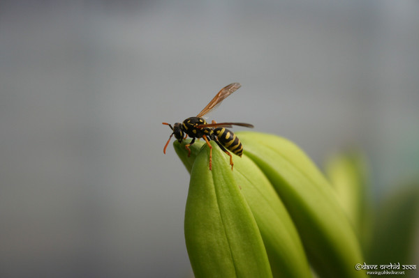 Yellowjacket Intimacy