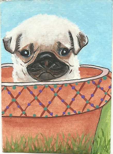 Little Pug