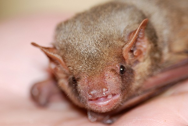 Batty