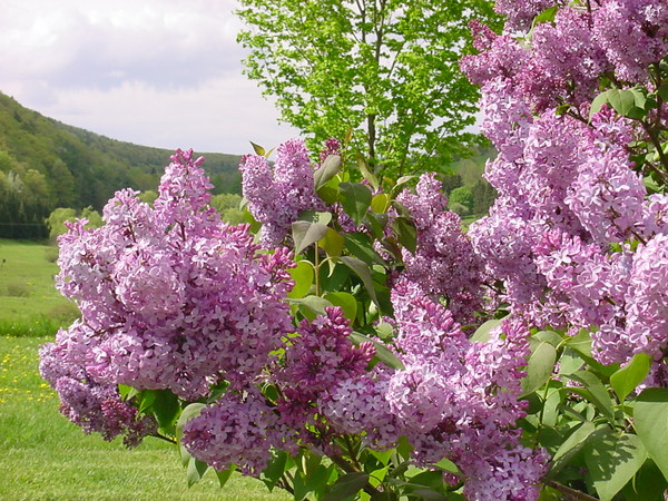 Mary's Lilac's