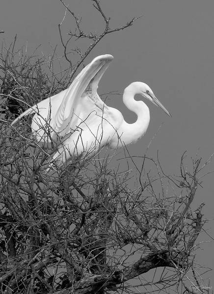Gabriel's Roost