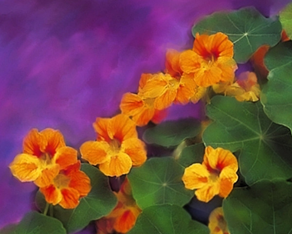Nasturiums