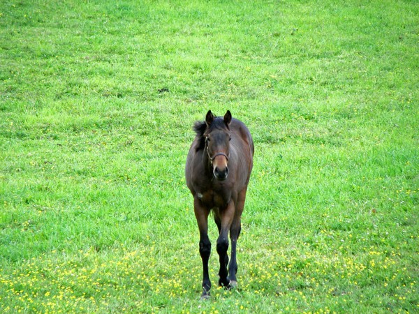 horse in a field of flowers