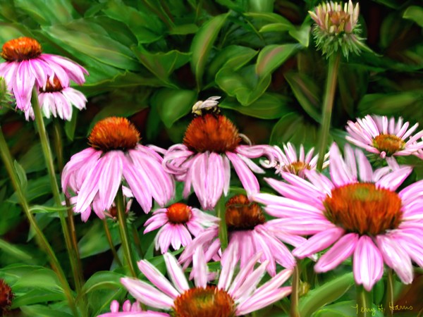 Cone Flowers in the Summer Garden