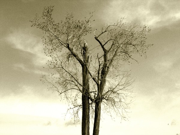 broken tree