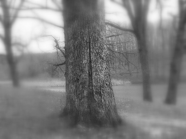 Split Tree- my apologies to Sally Mann