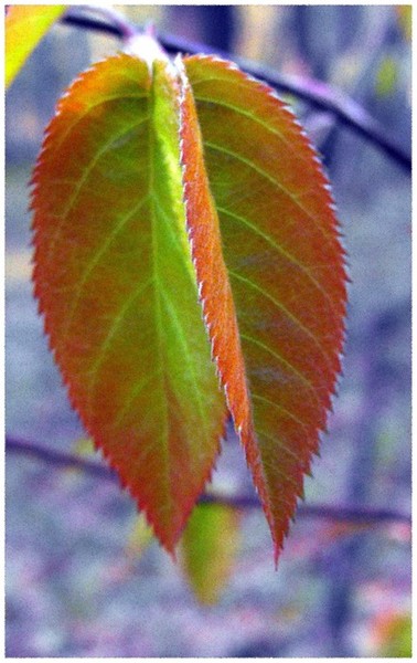 Colorful Leaf