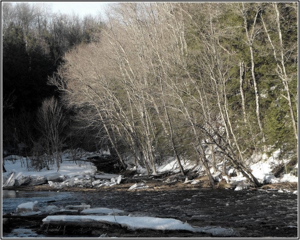 Creek Of Melting Winter Snow