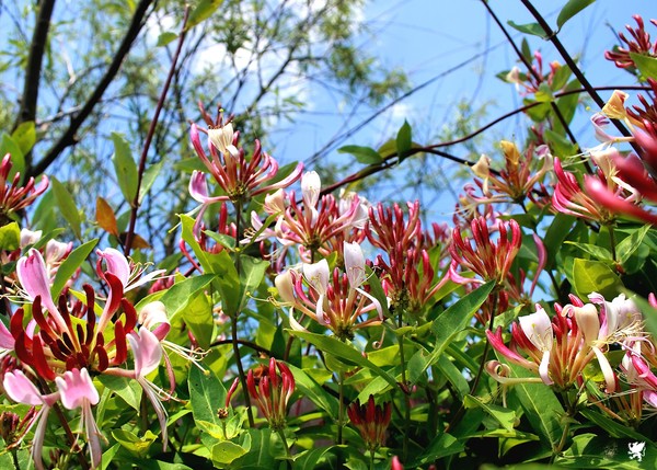 HONEYSUCKLE