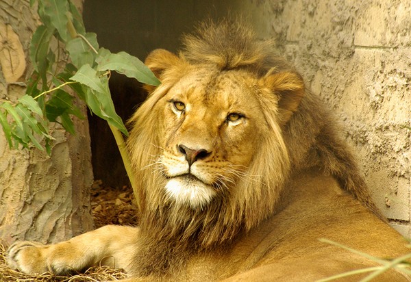 The King  at rest.
