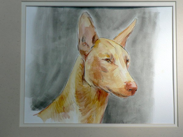 Pharaoh Hound Portrait 